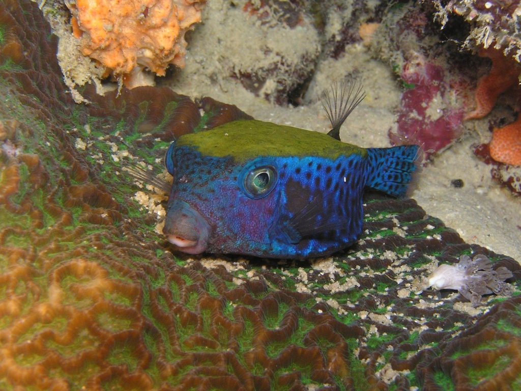 Filming underwater